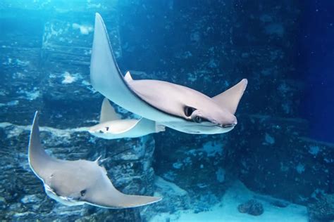 do octopus eat stingrays|What Do Stingrays Eat And Eating Behaviors.